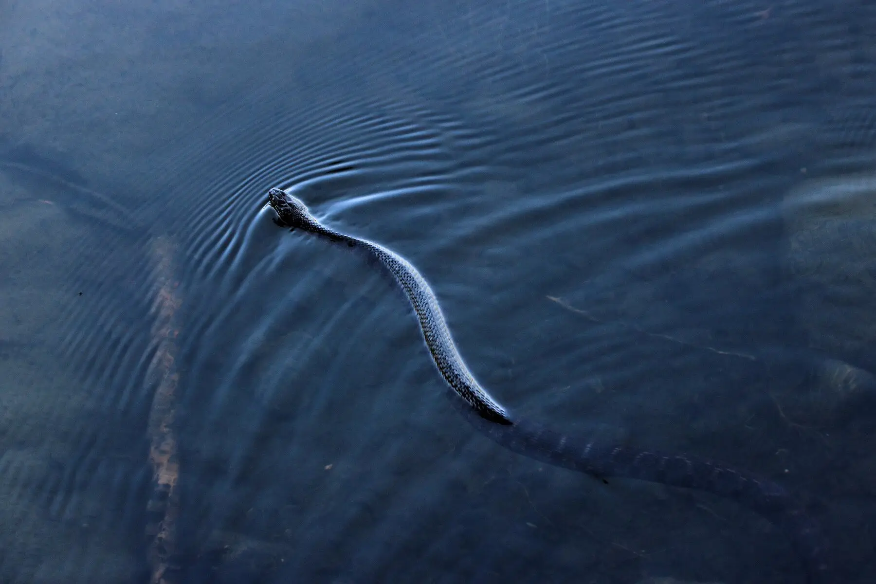 A northern water snake swimming with only its head above the surface