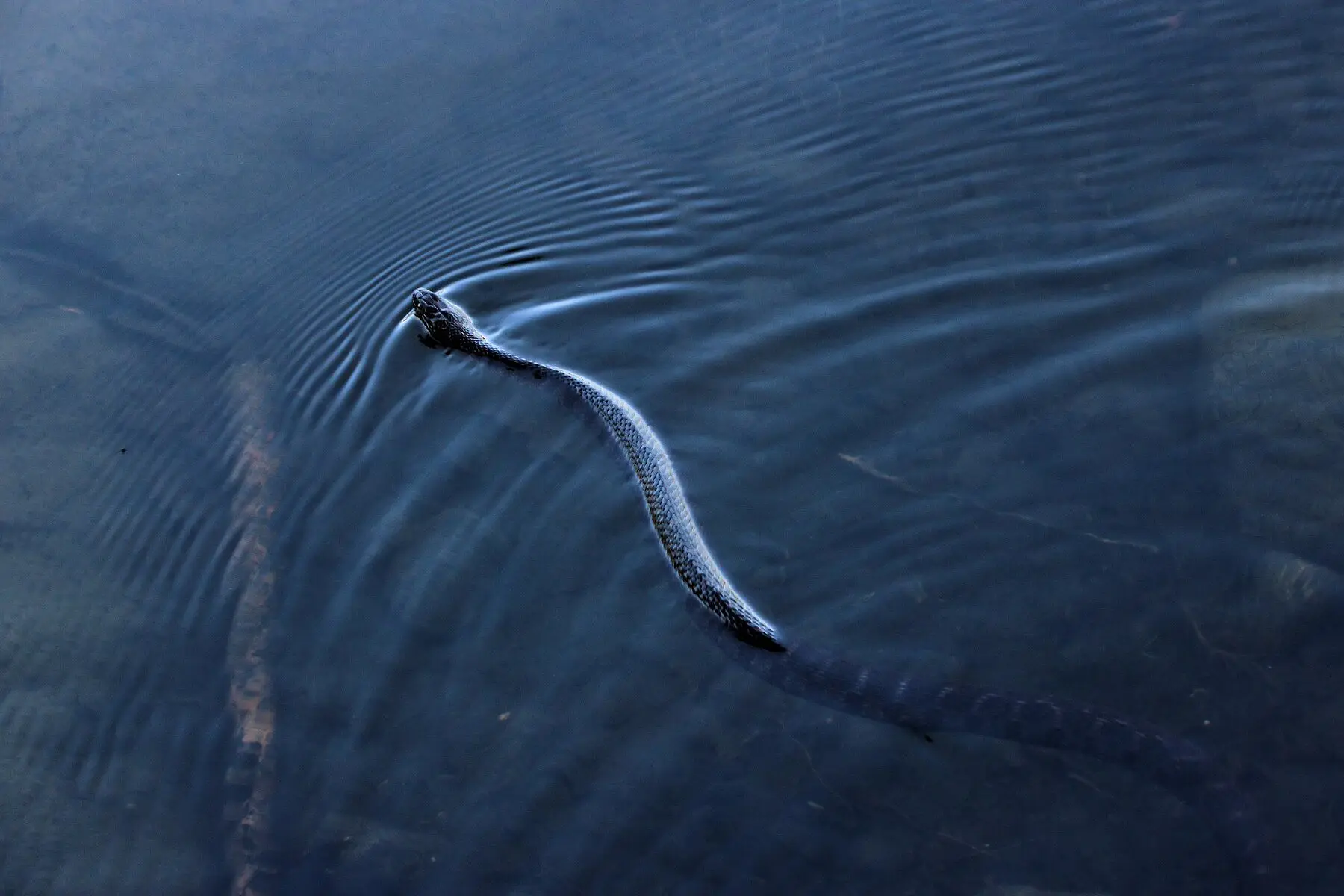 A northern water snake swimming with only its head above the surface