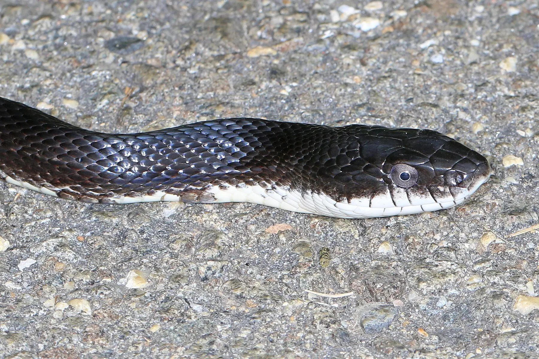 A black rat snake crossing a concrete slab, its round pupil and pale belly visible