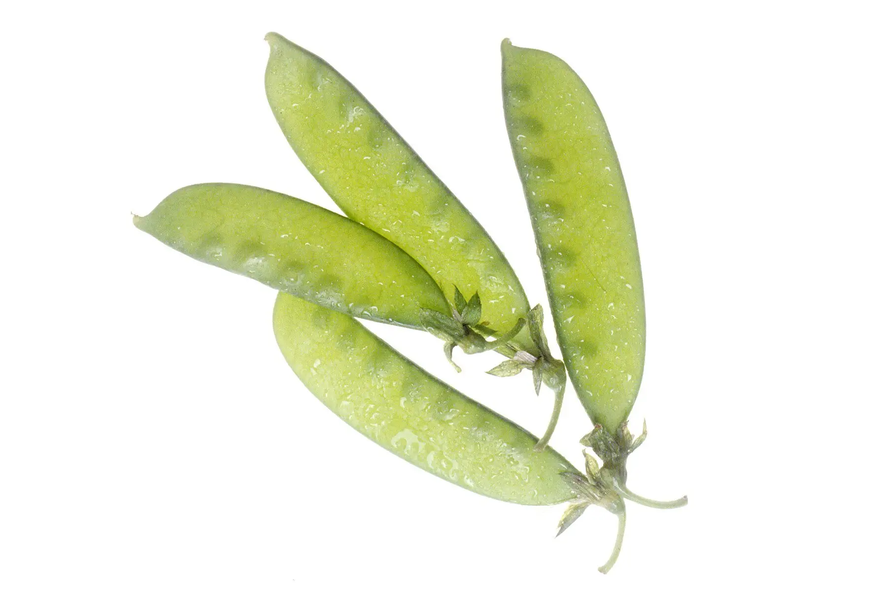 Four flat snow pea pods on a white background, the peas inside showing only as faint bumps
