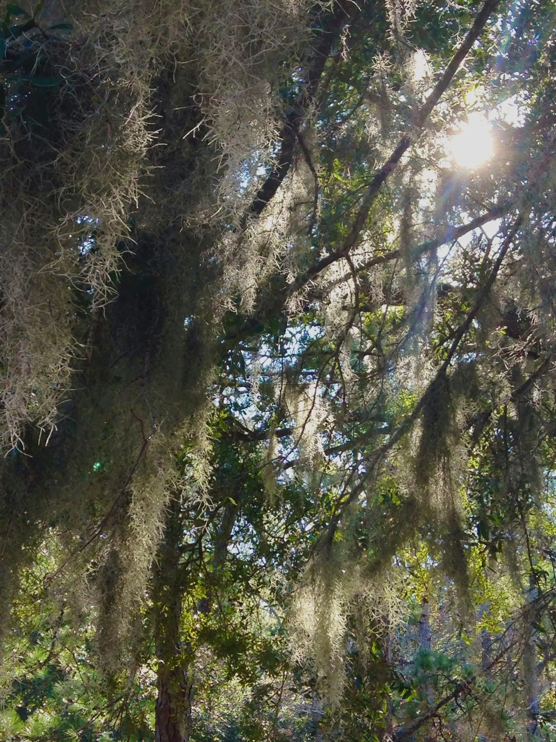 Spanish moss hanging in long grey-green curtains from a backlit tree canopy