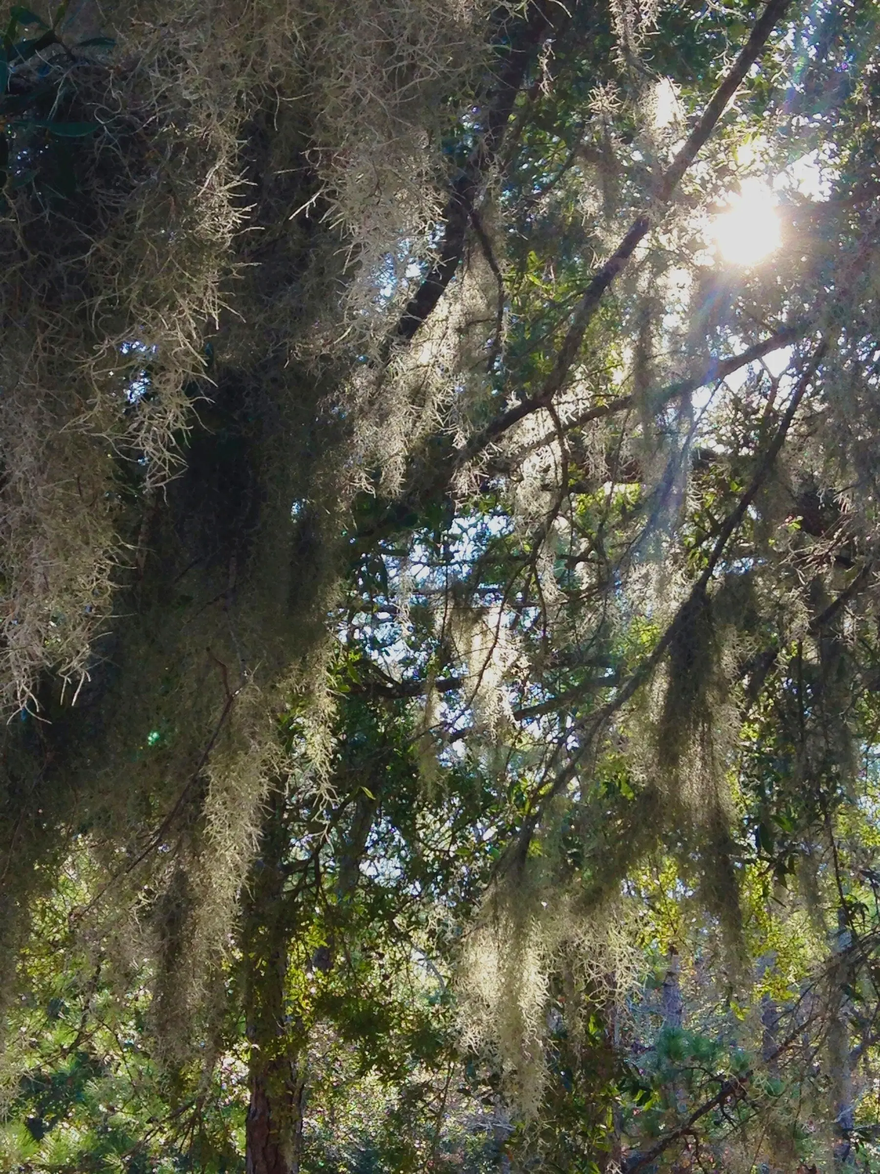 Spanish moss hanging in long grey-green curtains from a backlit tree canopy