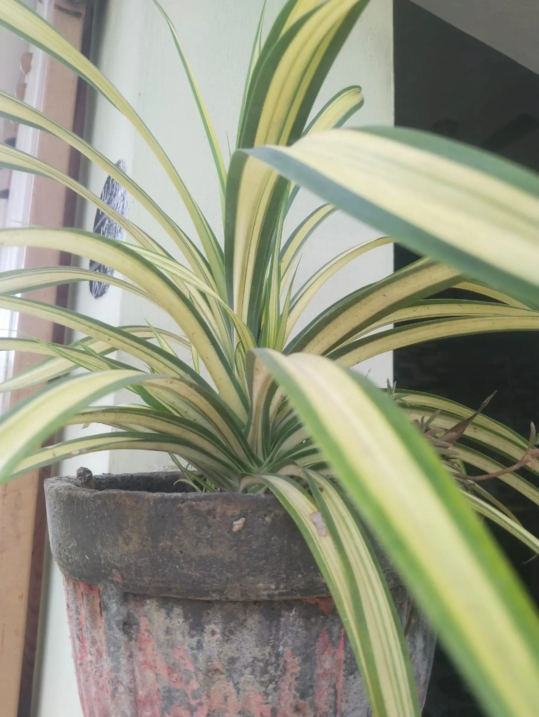 A variegated spider plant in a weathered terracotta pot beside a window, showing browning leaf tips
