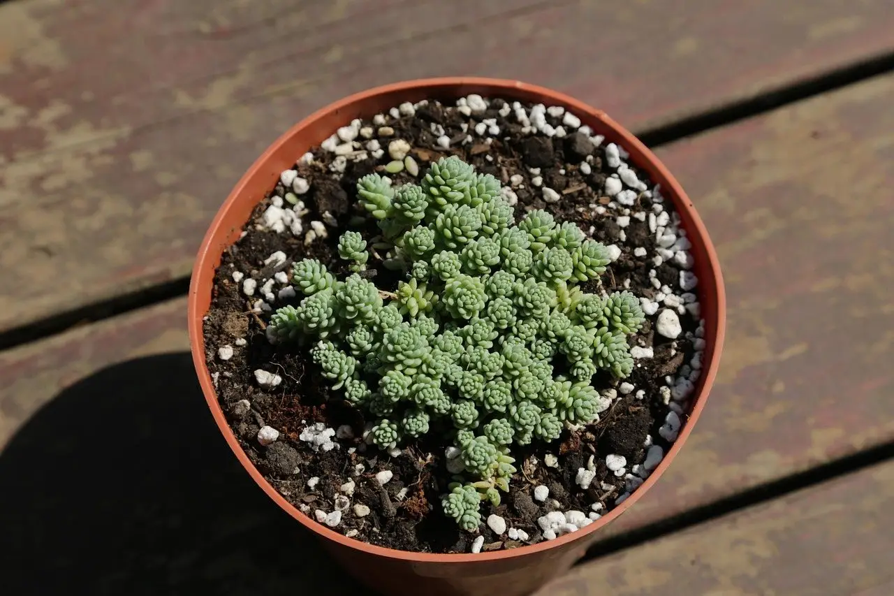 A dense cushion of blue-green Corsican stonecrop in a terracotta pot topped with grit