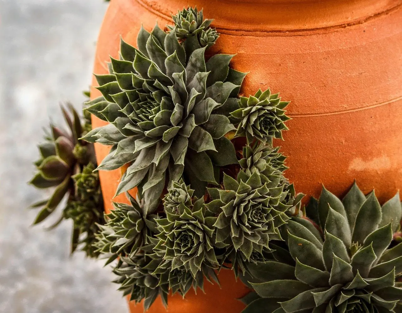 Sempervivum rosettes growing from the side pockets of a terracotta strawberry pot