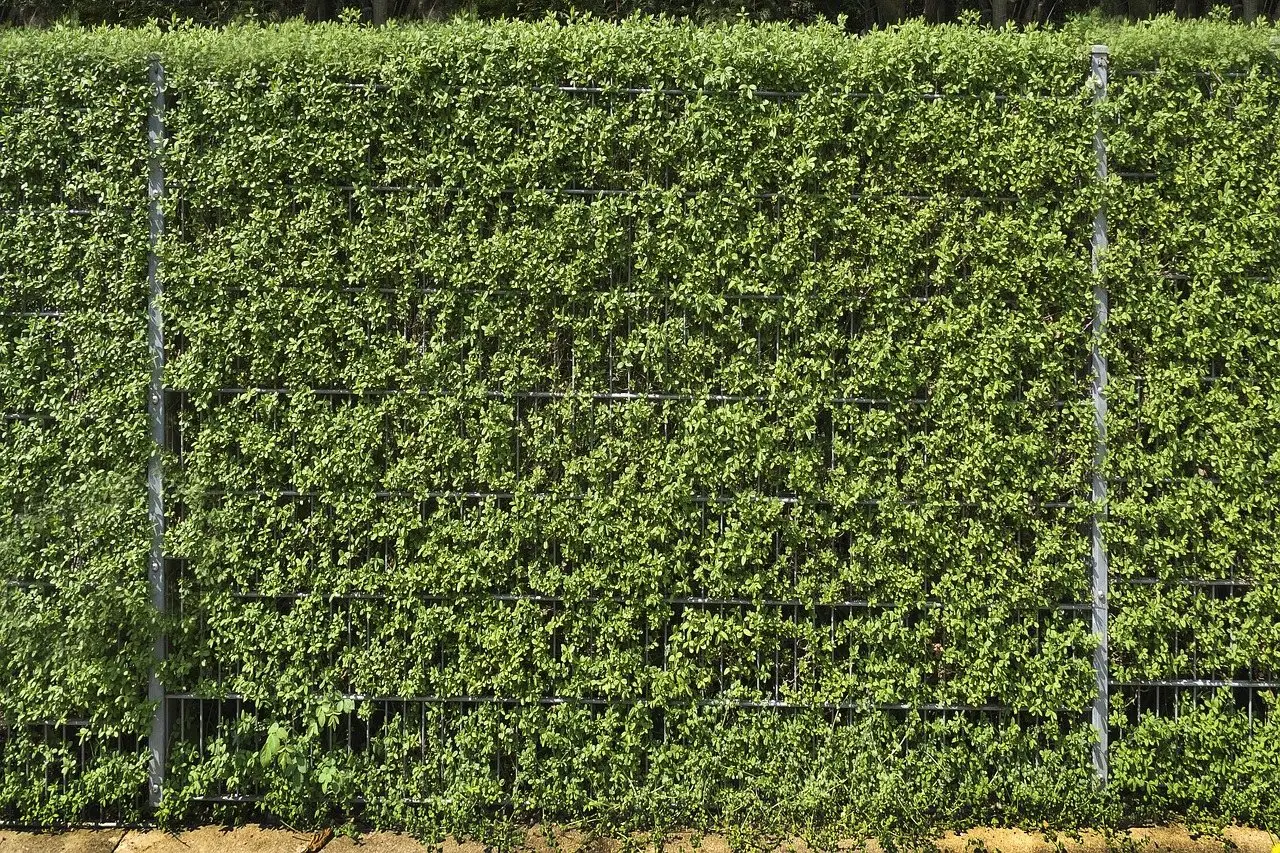 A dense privet hedge grown through a wire fence, forming a solid green screen to head height