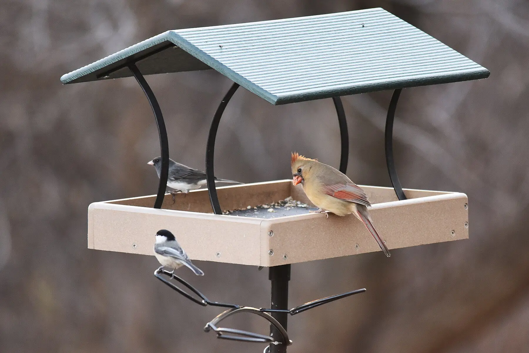 A dark-eyed junco, a chickadee and a female cardinal feeding together on a covered platform feeder