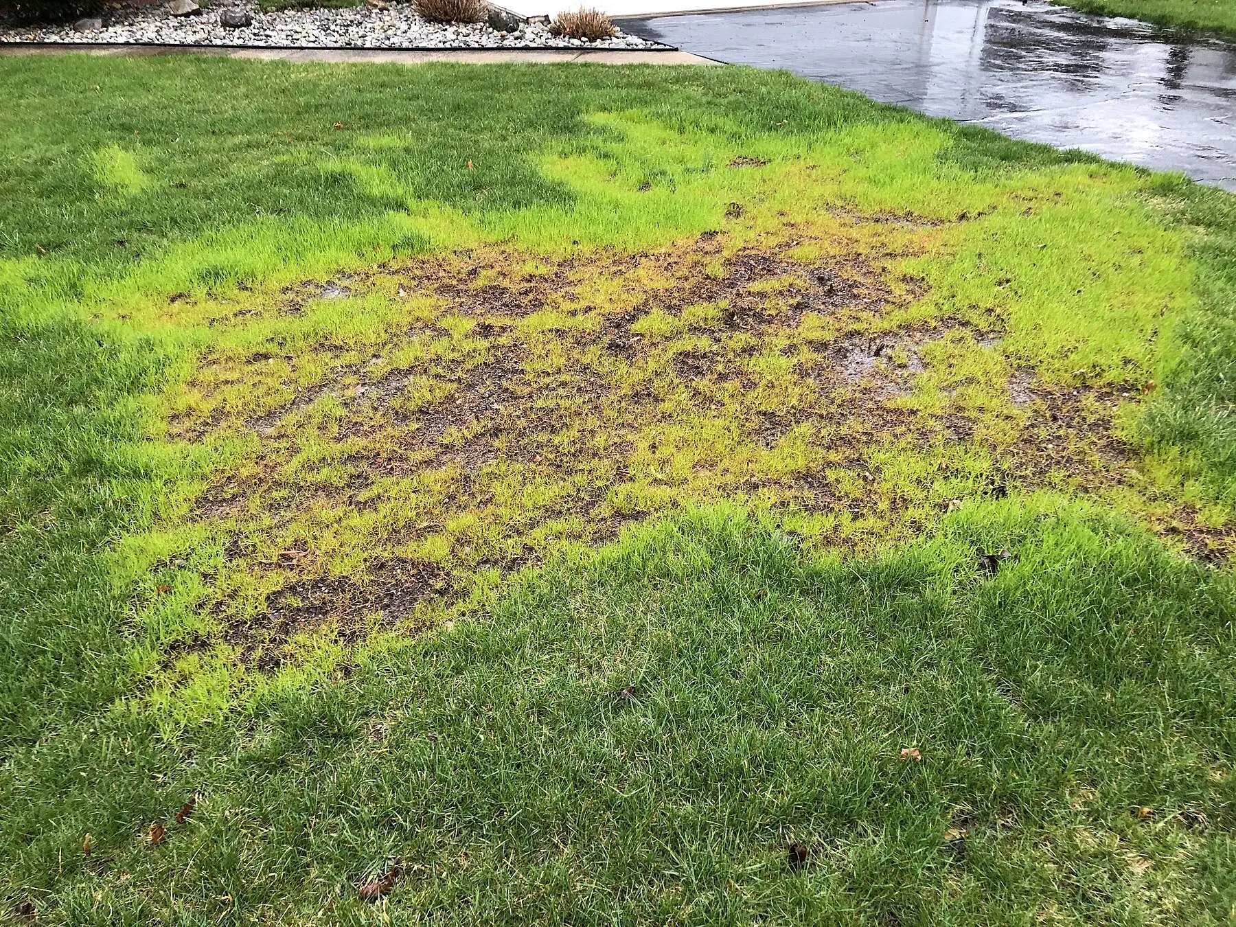 New grass seedlings coming through a thin patch of established lawn