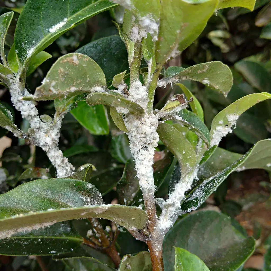White cottony mealybugs packed along a plant stem and into the leaf joints