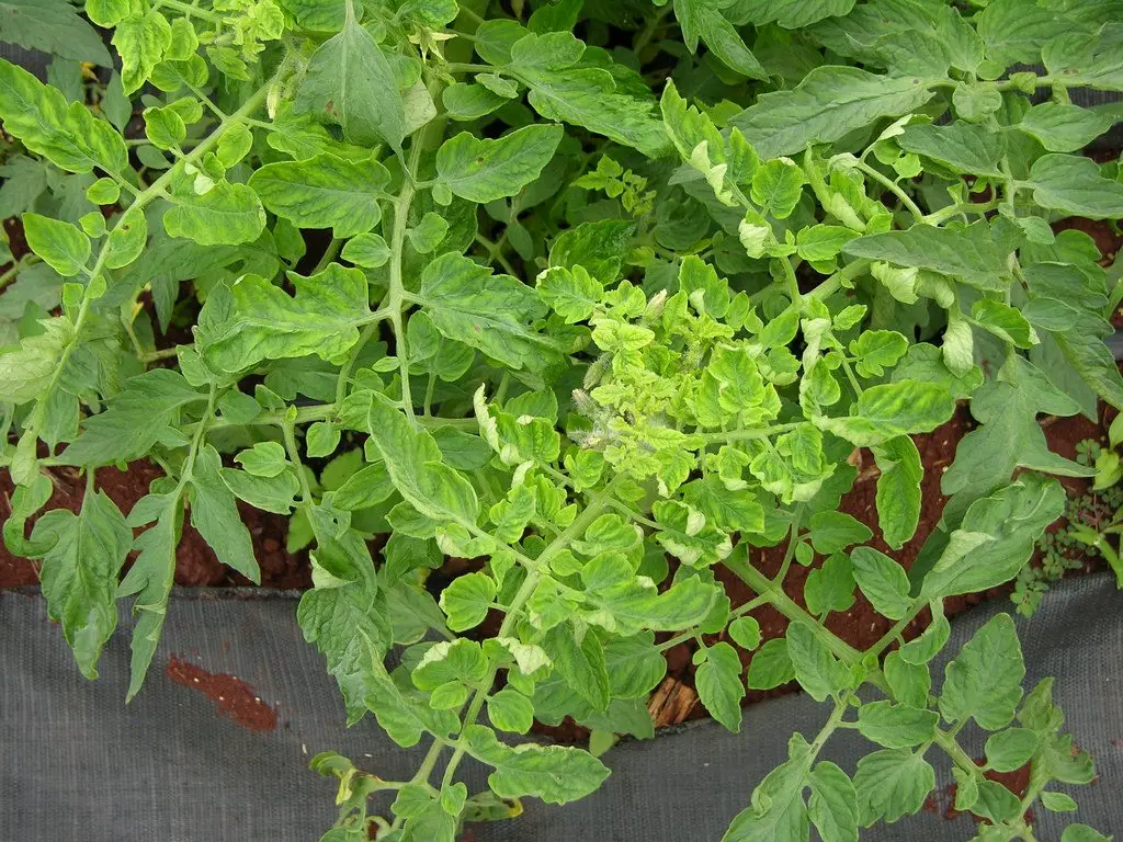 Tomato foliage with leaflets cupped and curled inward, several yellowing at the tips