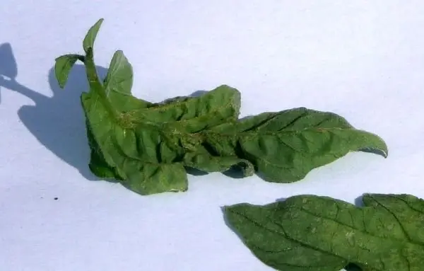 A curled, distorted tomato leaf beside a healthy flat one for comparison