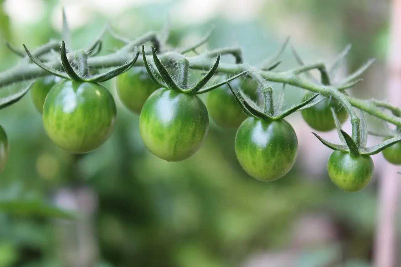 Green tomatoes vine
