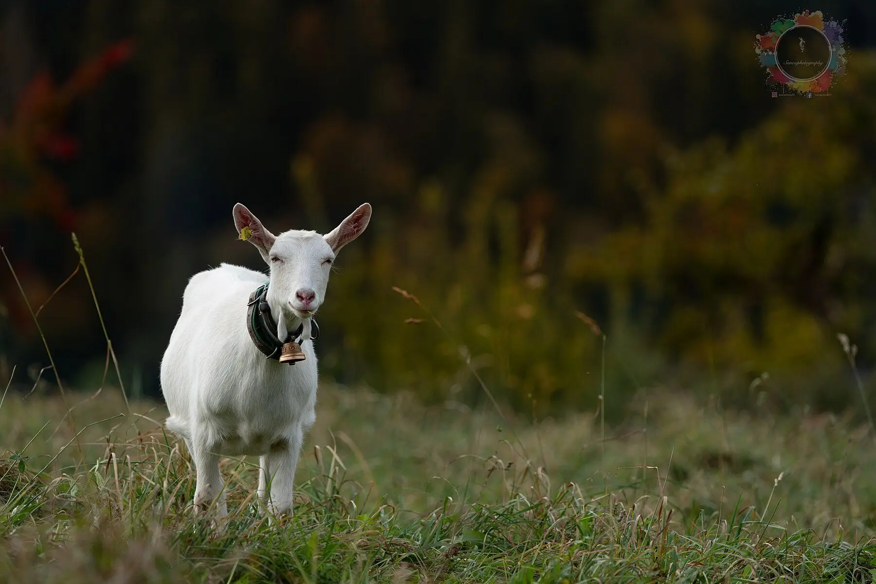 Saanen goat