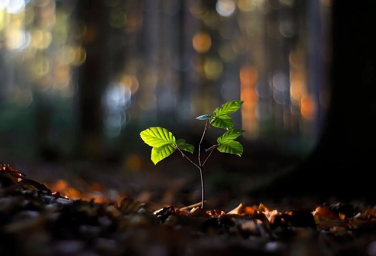 A single young beech seedling with four leaves rising from leaf litter