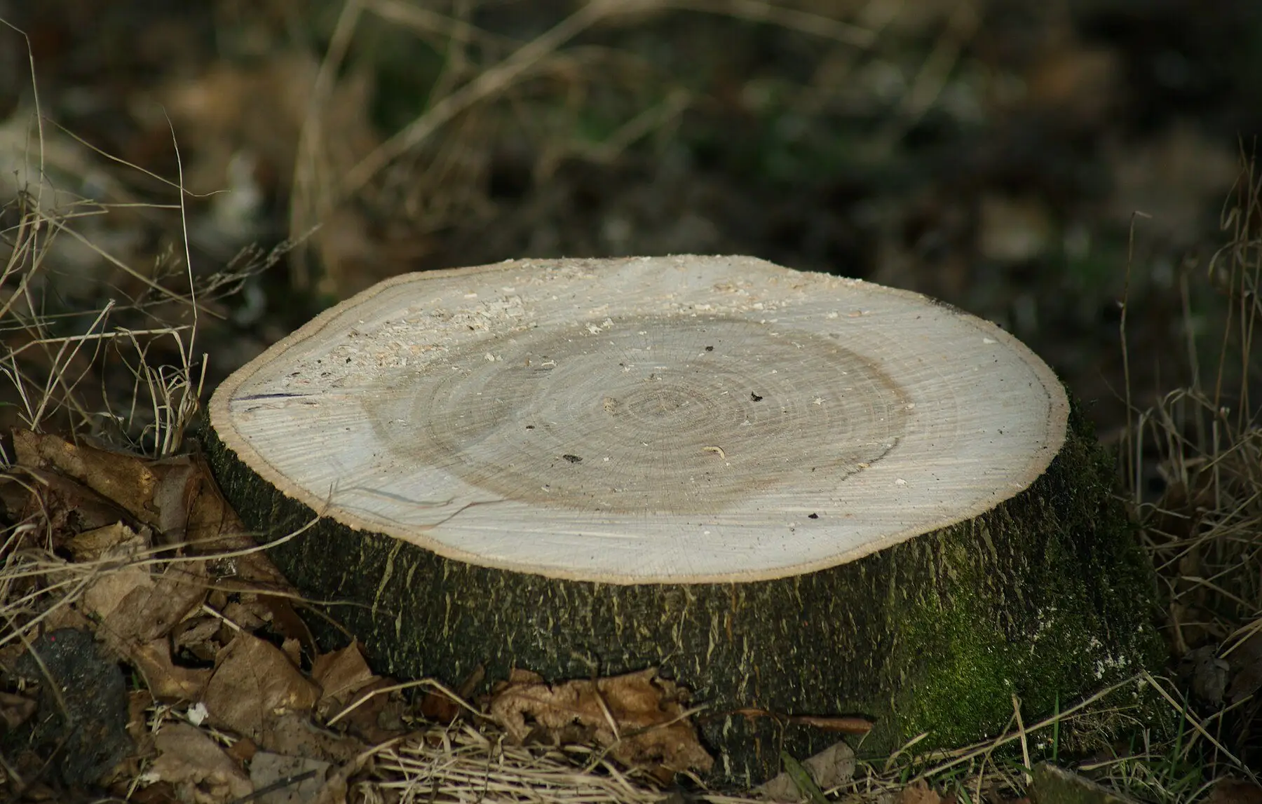 A freshly cut tree stump showing its growth rings