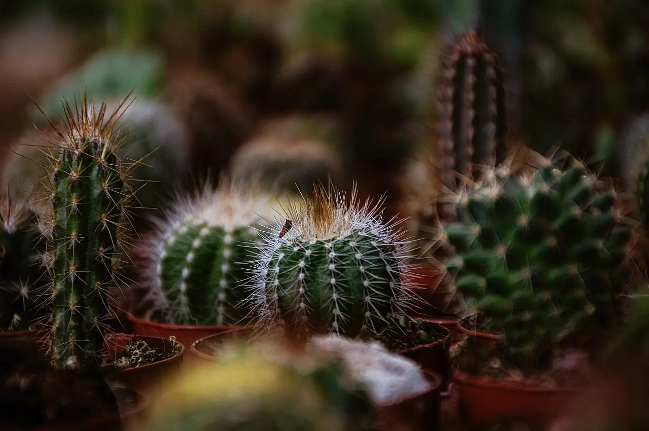 A close group of small potted cacti of several different shapes and spine types