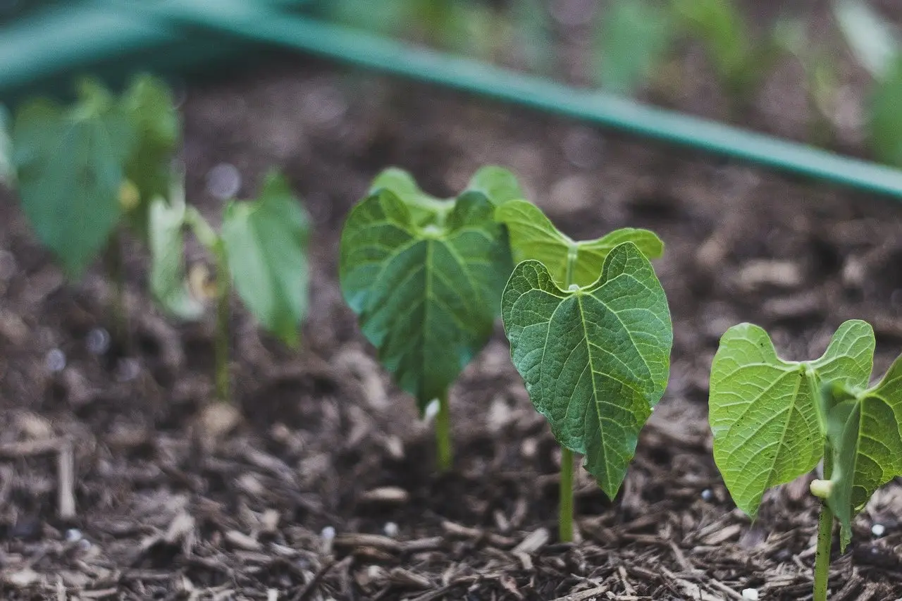 Young bean seedlings emerging through mulch in a raised bed