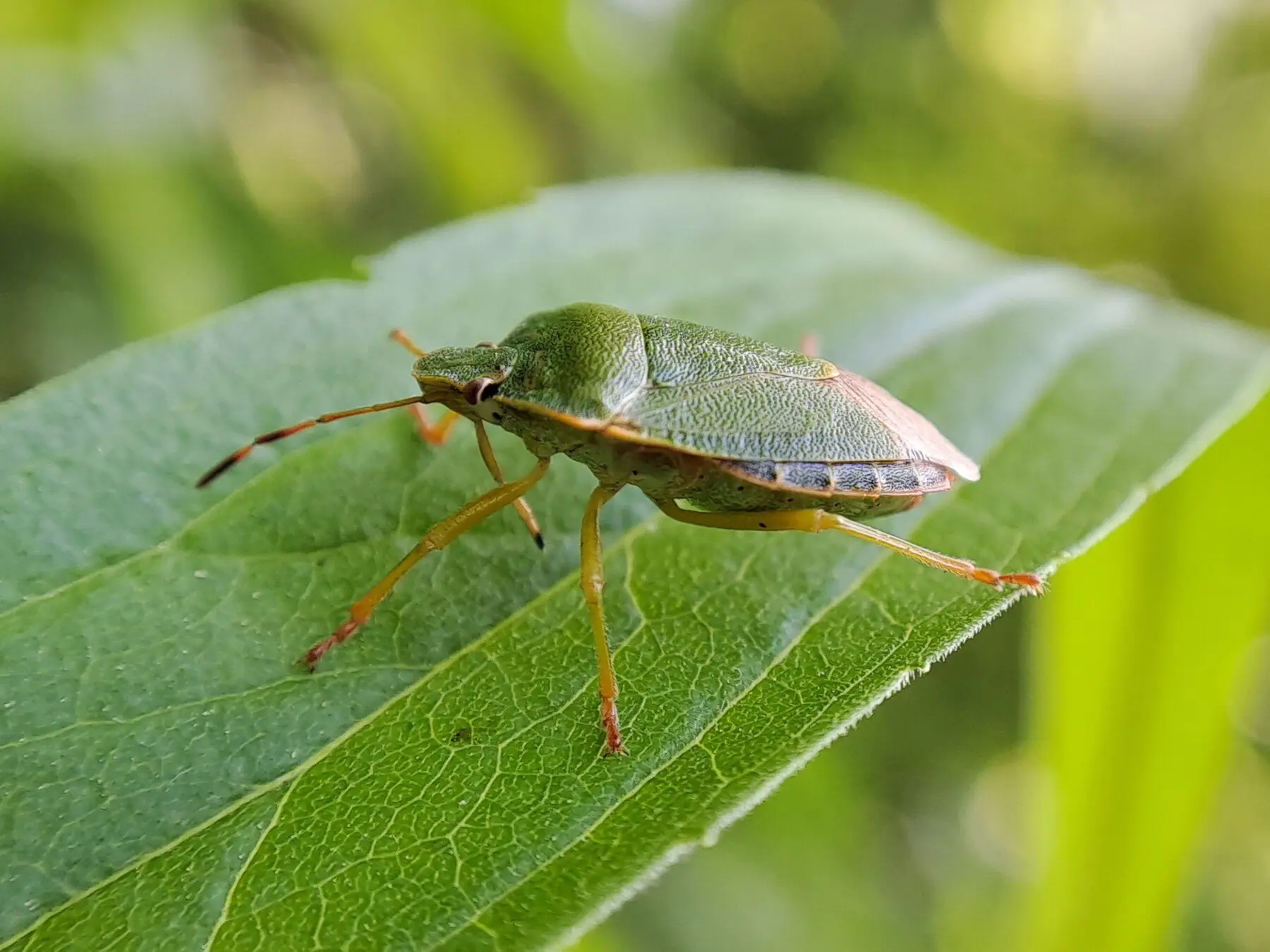 A green shield bug on a leaf, showing the shield outline and the banded edge of its abdomen