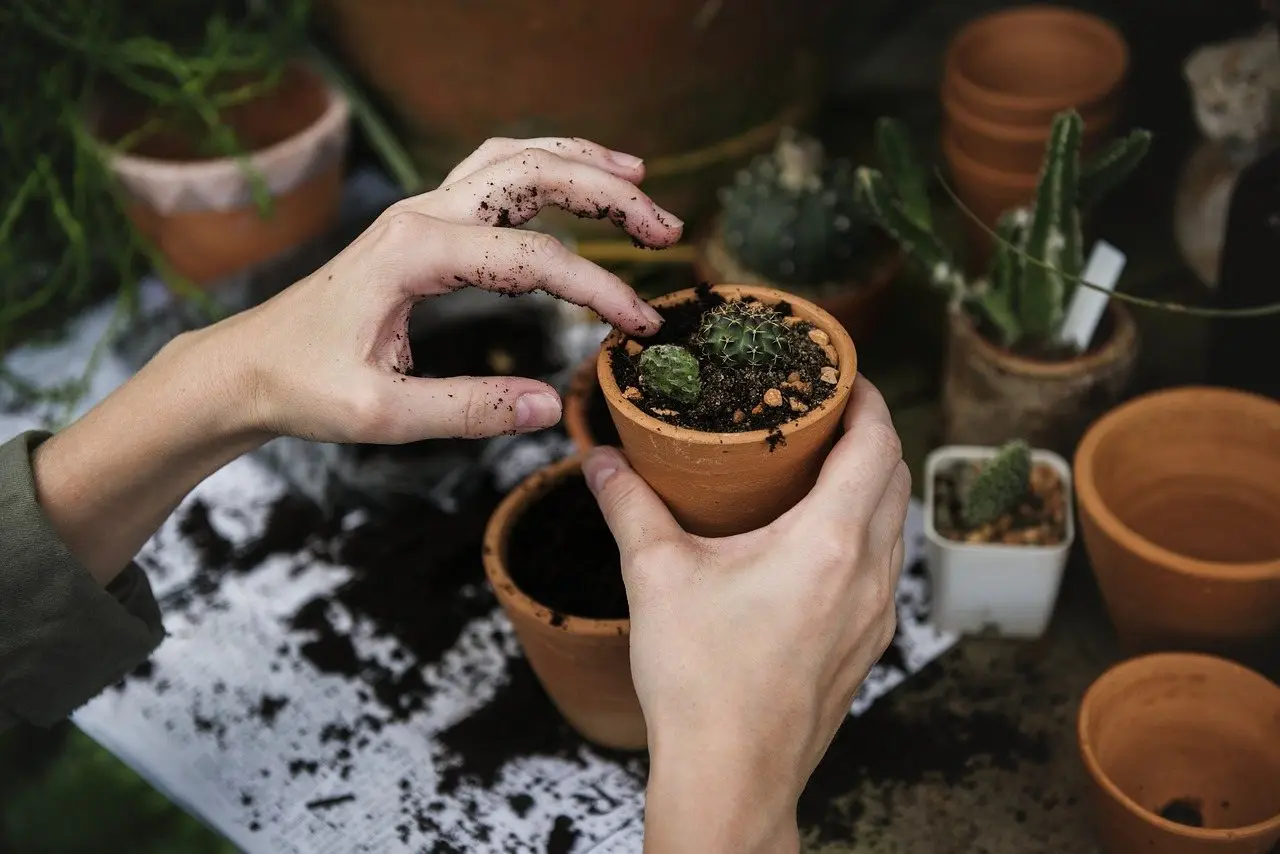 Hands potting a small cactus into a terracotta pot, with spilled compost and other pots around it