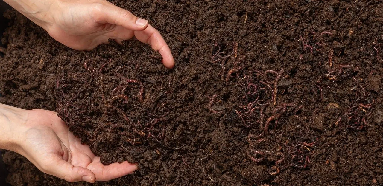 Two cupped hands holding dark crumbly compost with a dozen earthworms visible across the surface