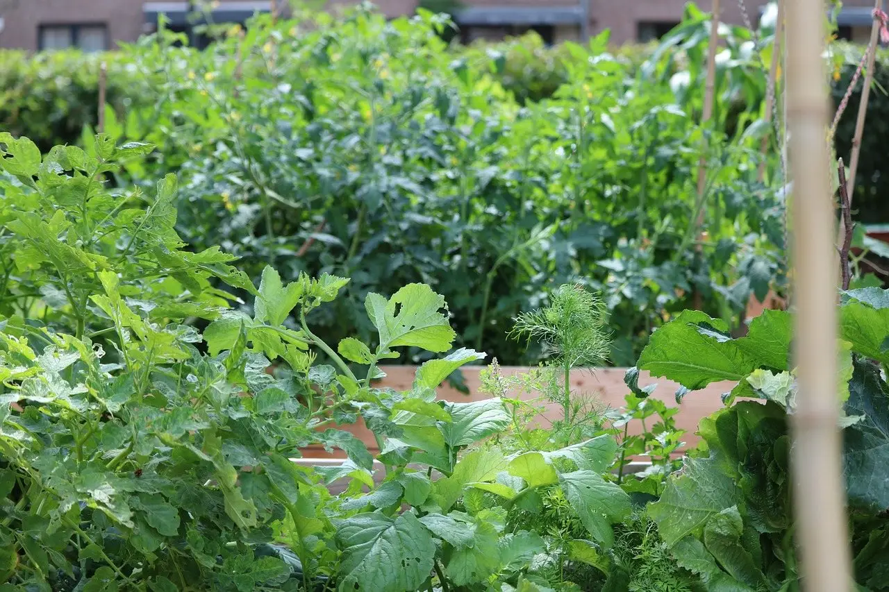 A densely planted raised vegetable bed with cane supports, crops grown close together