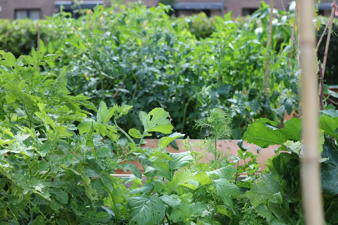 Raised bed vegetables
