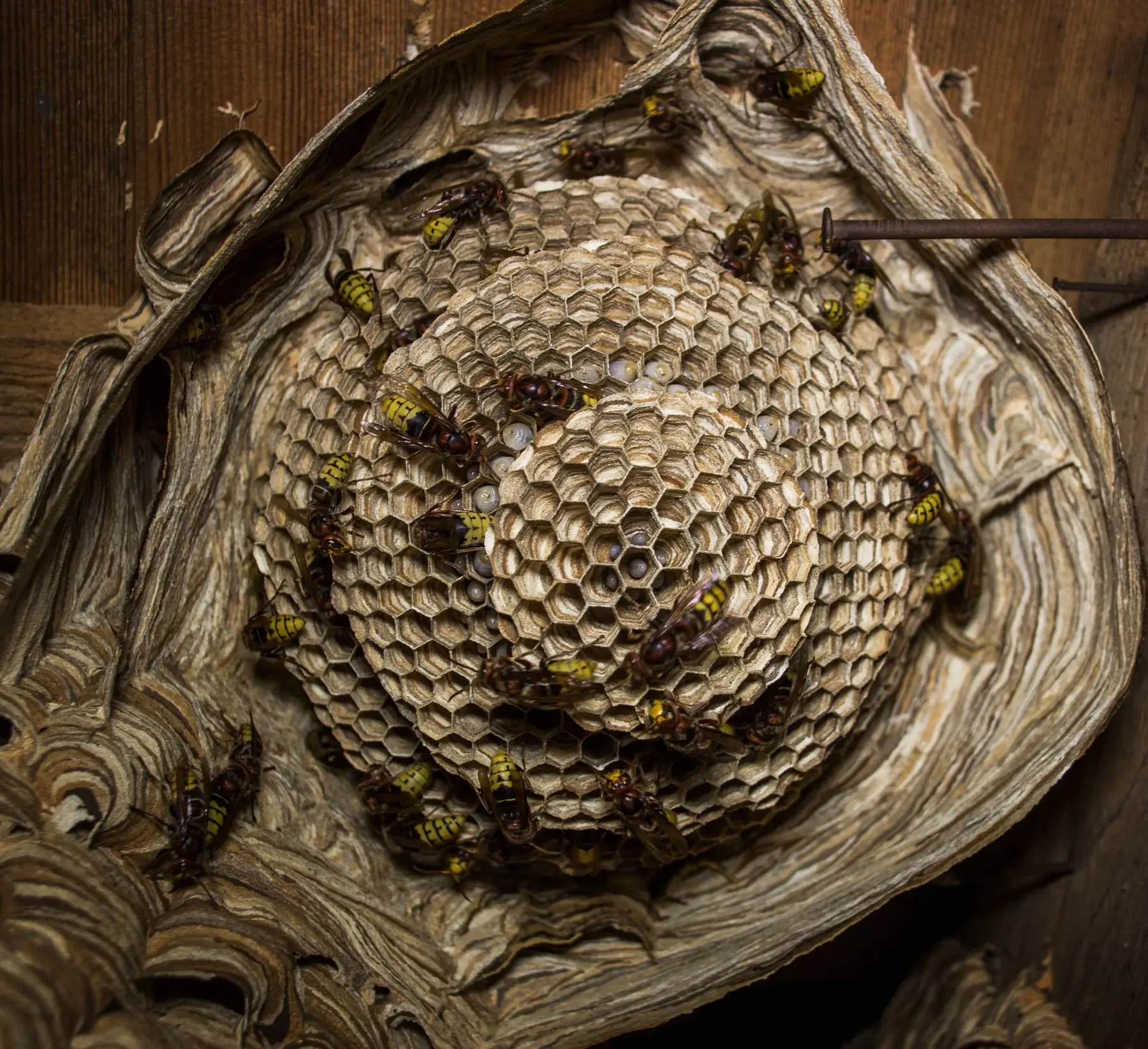 A wasp nest opened to show the grey papery envelope and hexagonal comb, with workers on it, built against bare timber