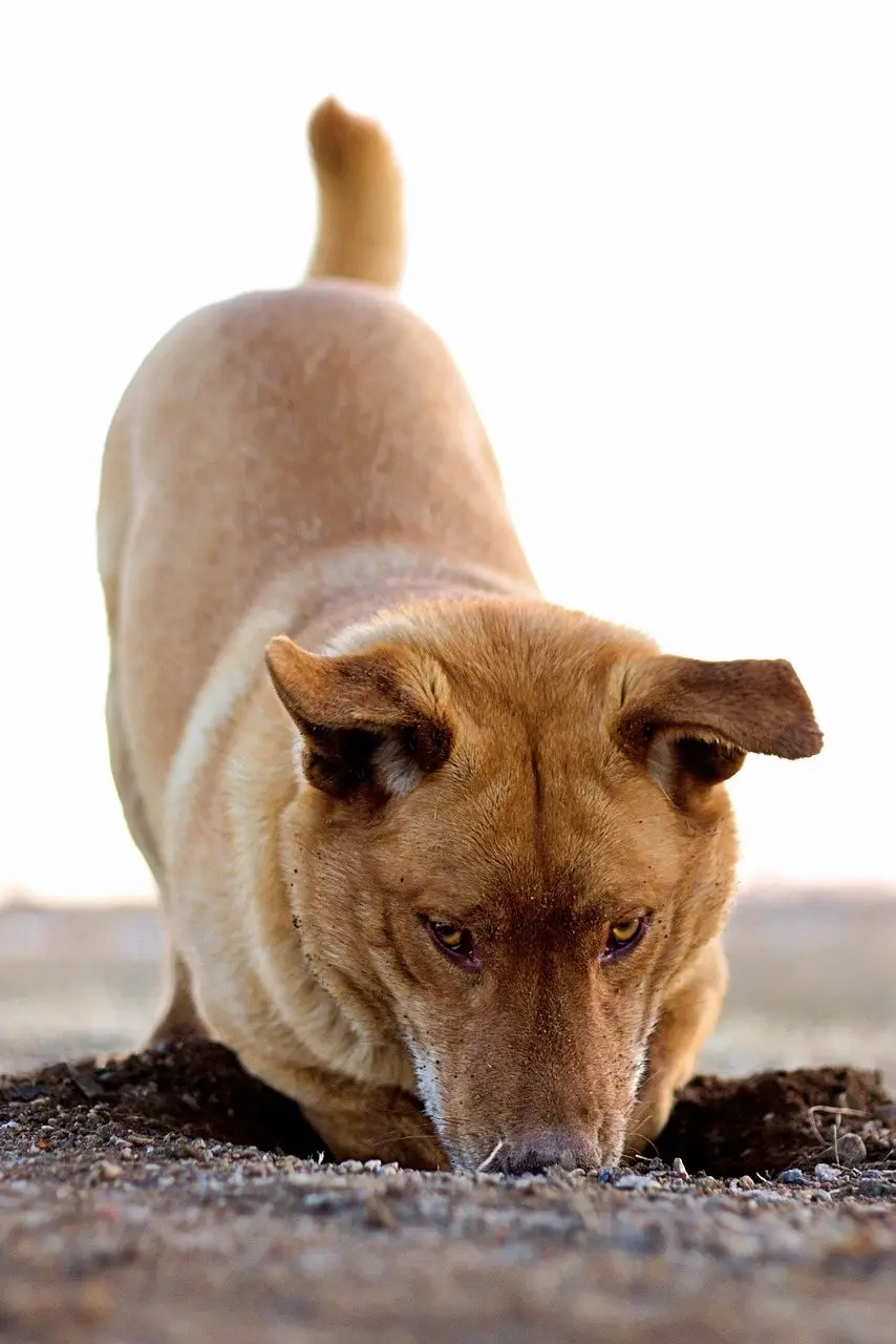 A tan dog with its nose and front paws in a hole it has dug in bare earth