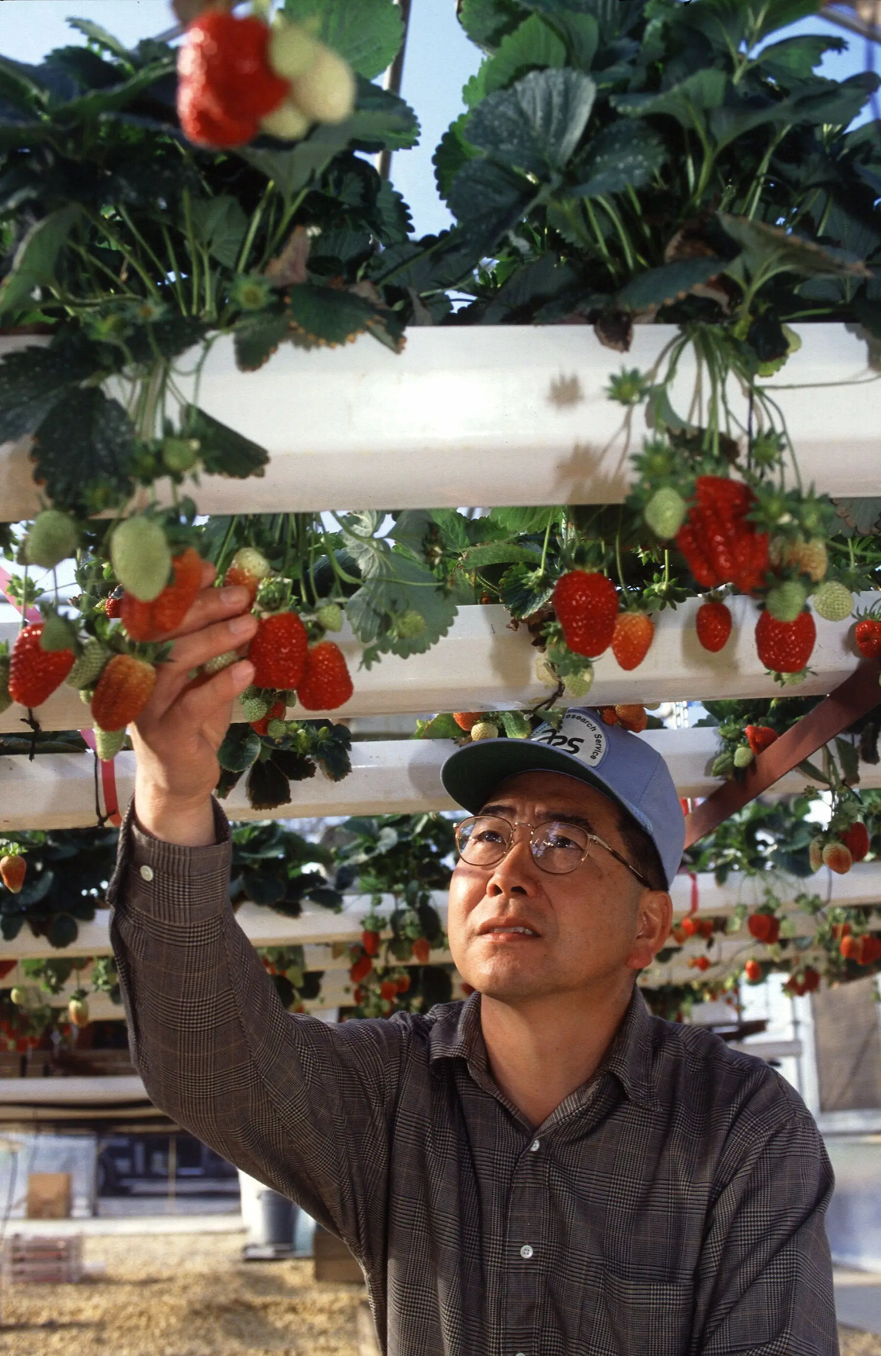 Strawberries fruiting from stacked hydroponic gutters, inspected by a grower
