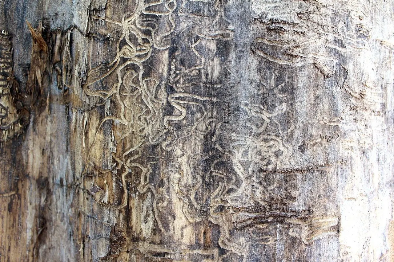 Winding insect galleries tunnelled just under the surface of weathered timber, exposed where the bark has gone