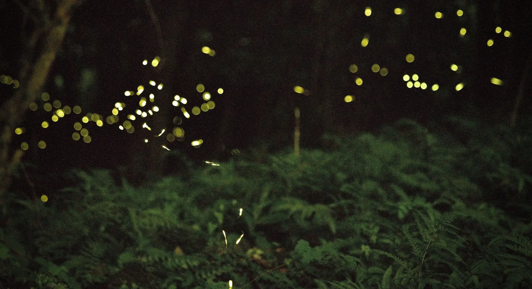 Dozens of firefly flashes hanging over dense ferns and low vegetation in full darkness