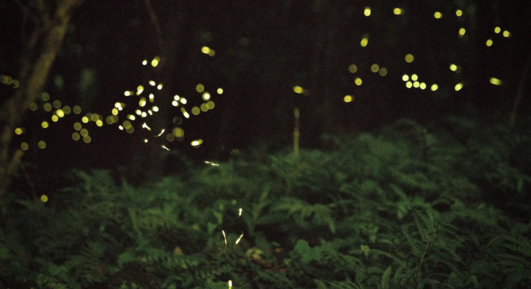 Dozens of firefly flashes hanging over dense ferns and low vegetation in full darkness