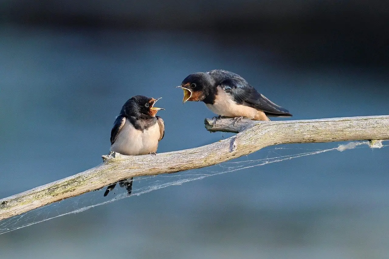 Two barn swallows perched close together on a bare branch