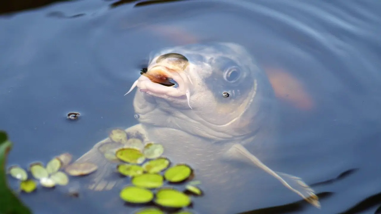 A koi carp breaking the surface of a pond with its mouth open