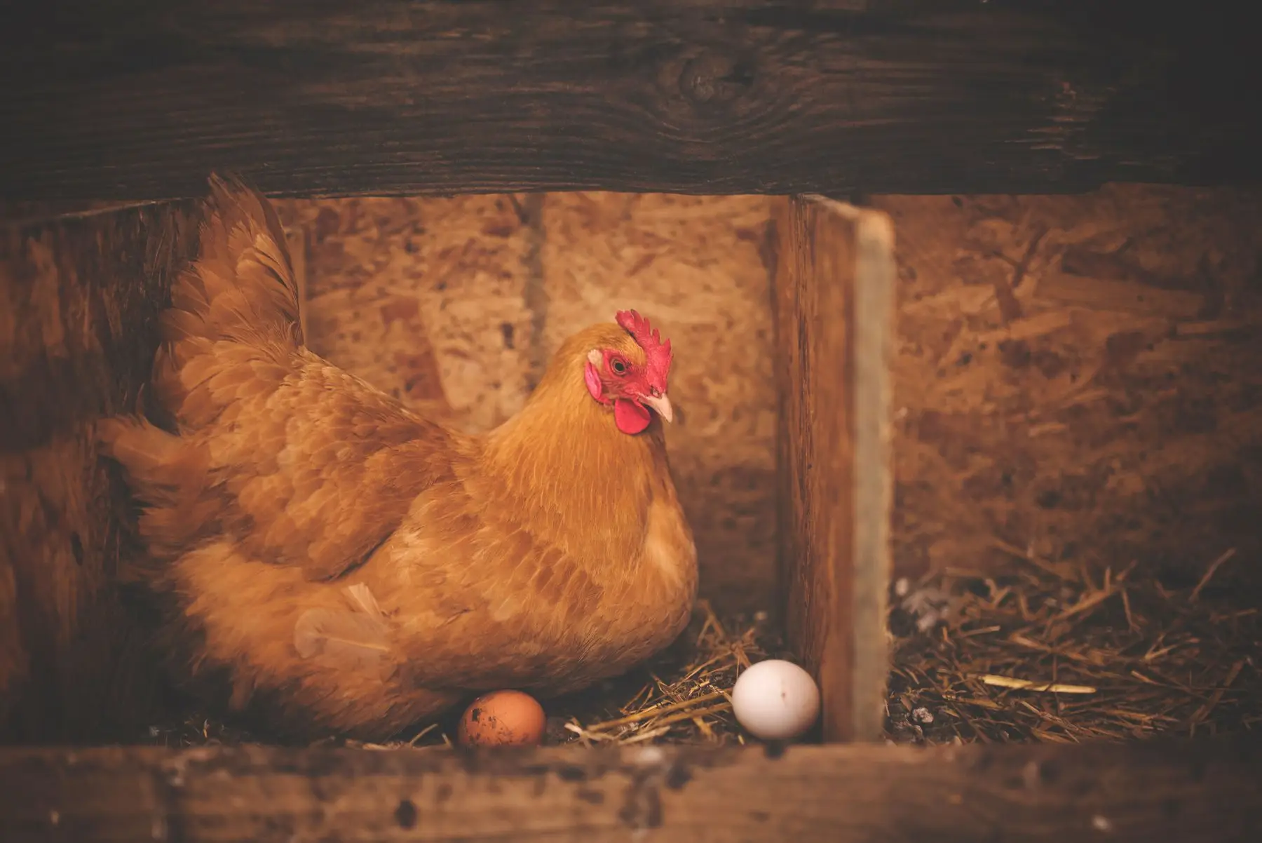 A buff hen sitting in a wooden nest box beside a brown and a white egg