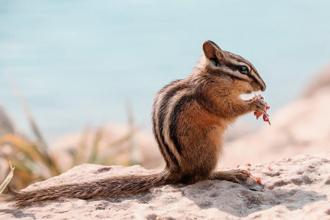 A chipmunk sitting upright on a rock, holding a scrap of food in both front paws and eating it