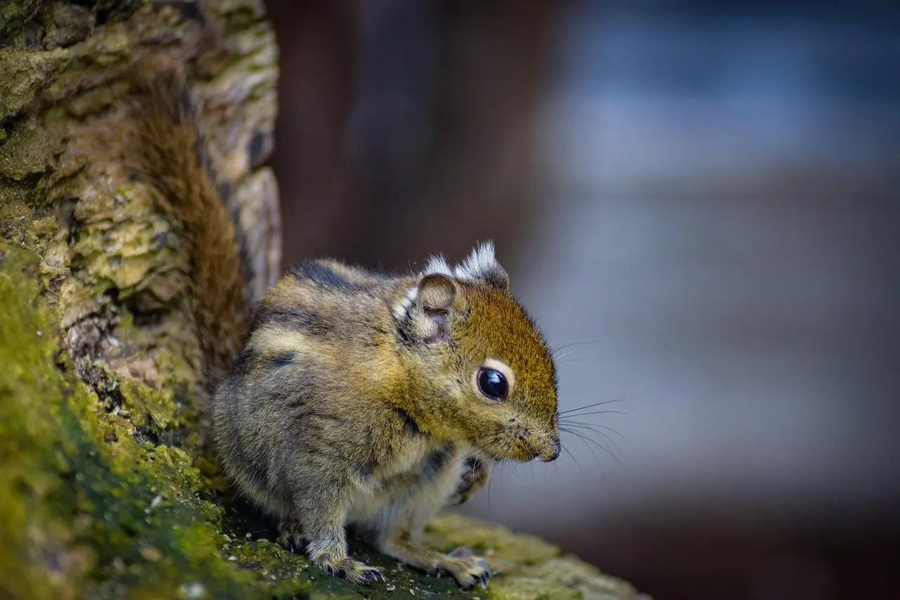 A chipmunk sitting on a mossy log, photographed close up