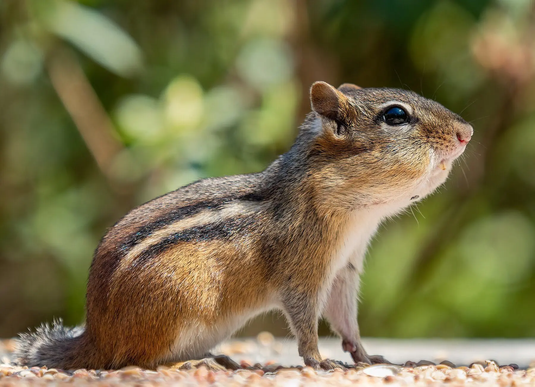 An eastern chipmunk standing alert on scattered seed, cheeks slightly full