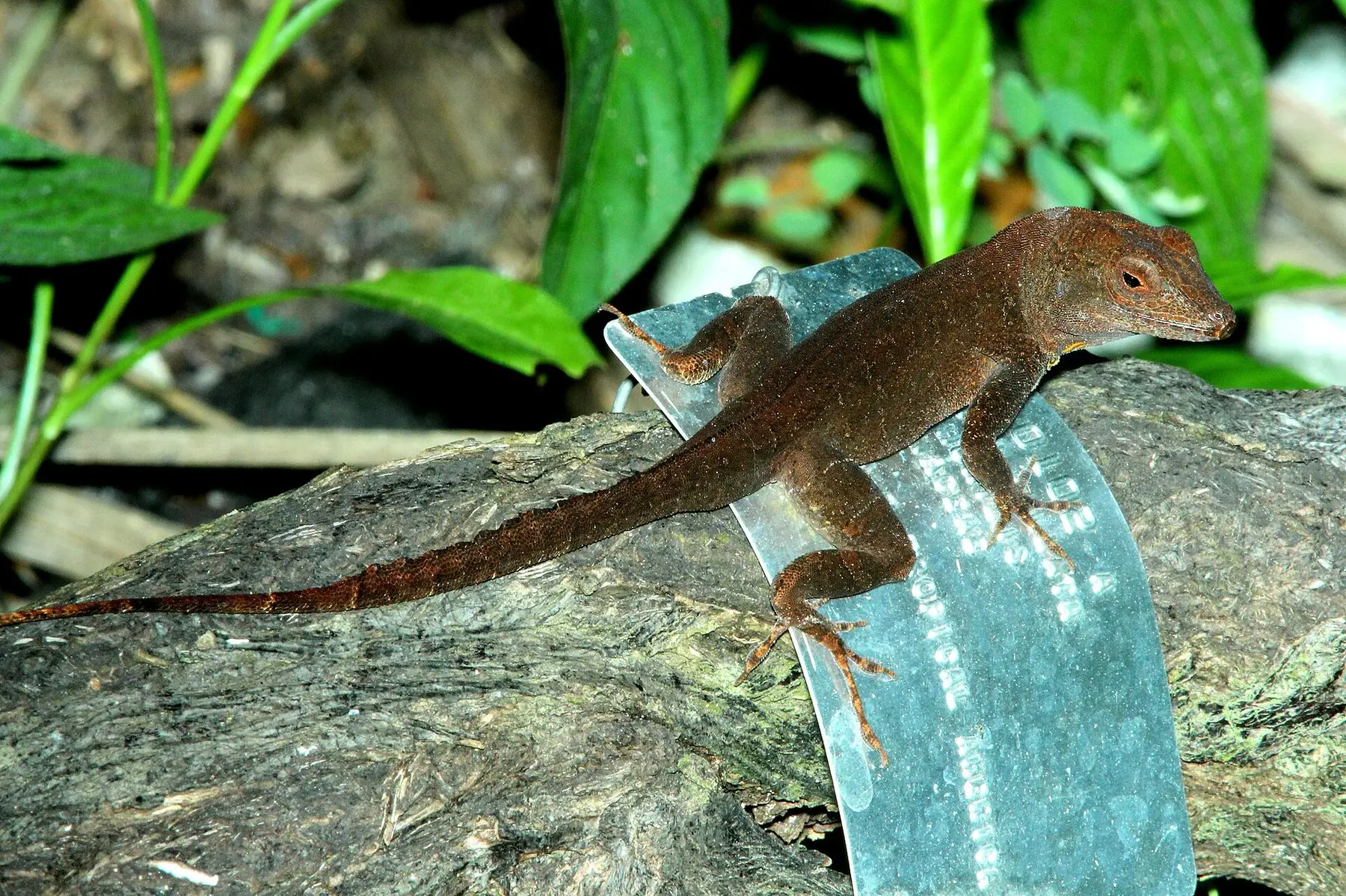 A brown anole lizard resting on a garden marker among leaf litter