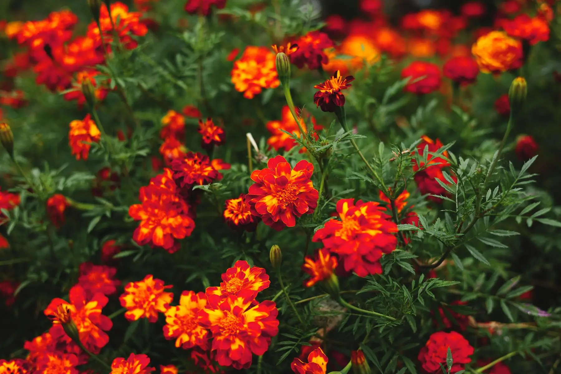 A dense block of French marigolds in flower, red and yellow blooms above finely divided foliage