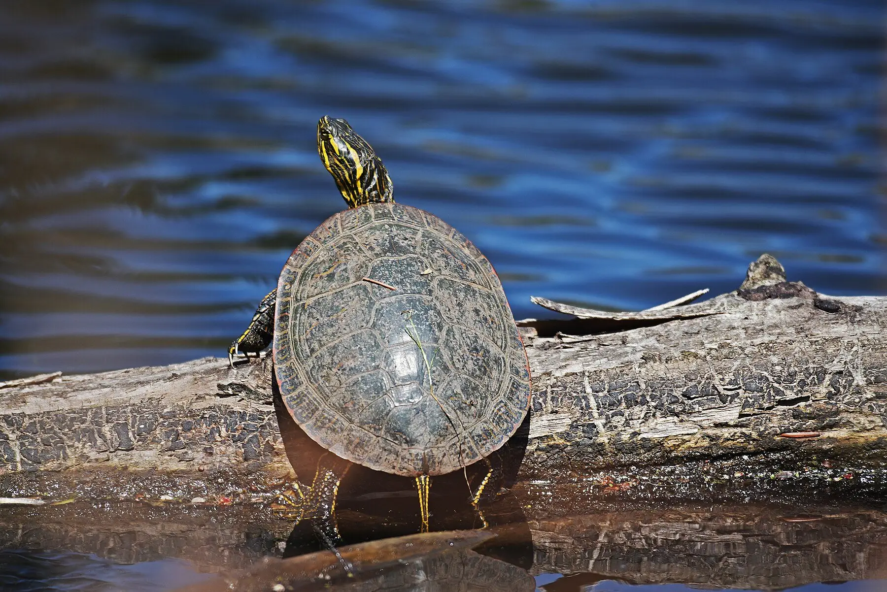 A basking turtle on a half-submerged log, neck stretched up toward the sun