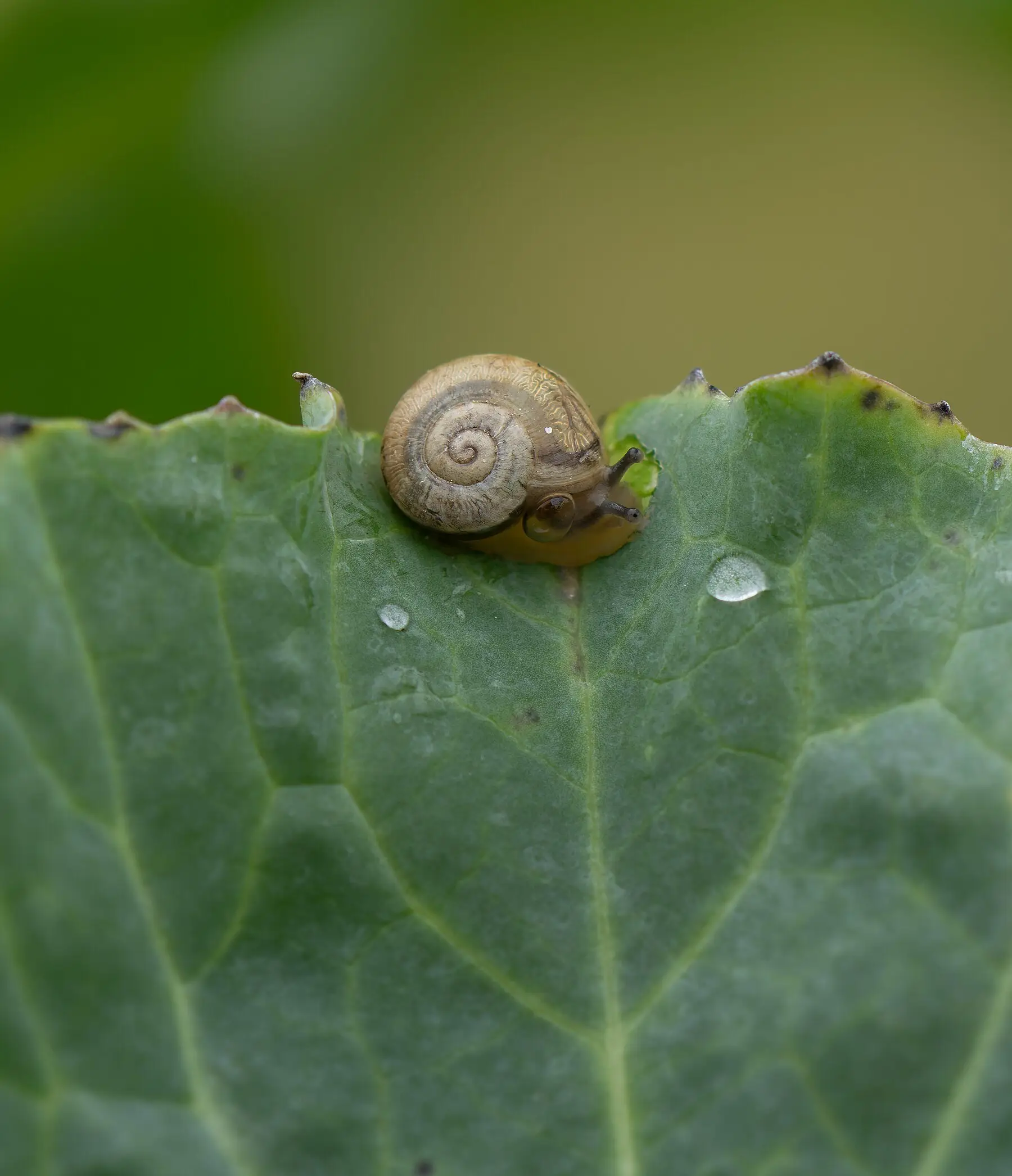 A small snail grazing the notched edge of a kale leaf, dew beaded on the surface