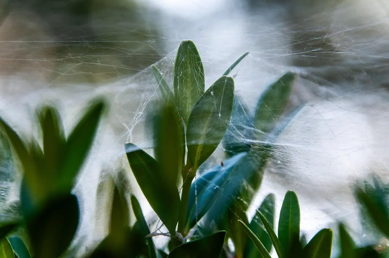 Fine webbing strung between the leaves and growing tips of a shrub, lit from behind