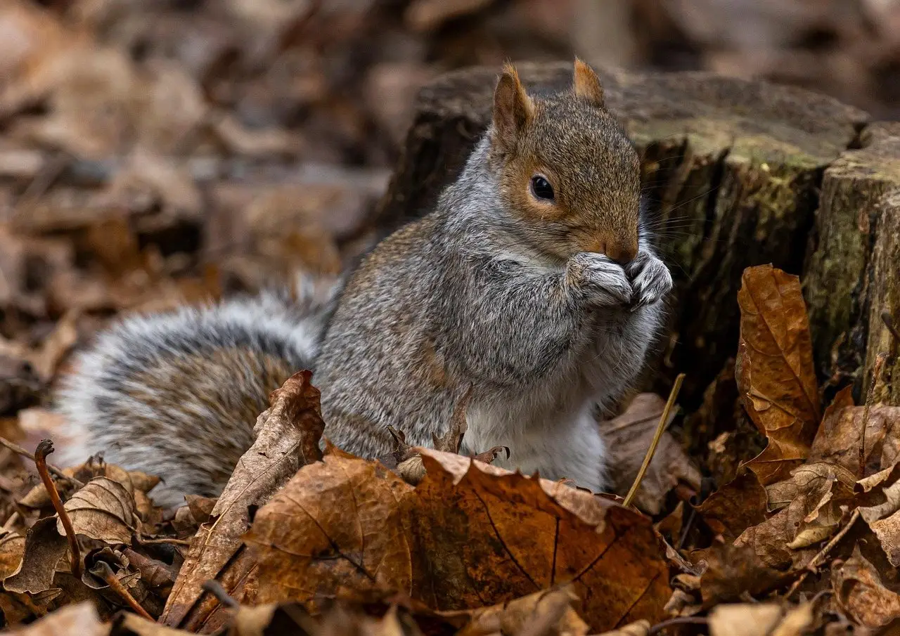 A grey squirrel sitting on a tree stump among fallen leaves, holding food in its paws