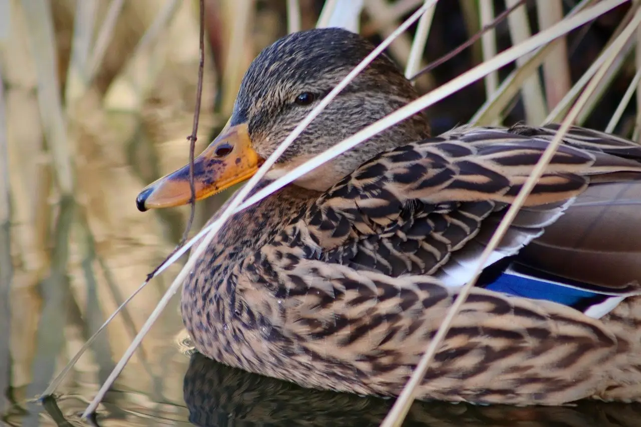 A female mallard resting on water among tall reeds
