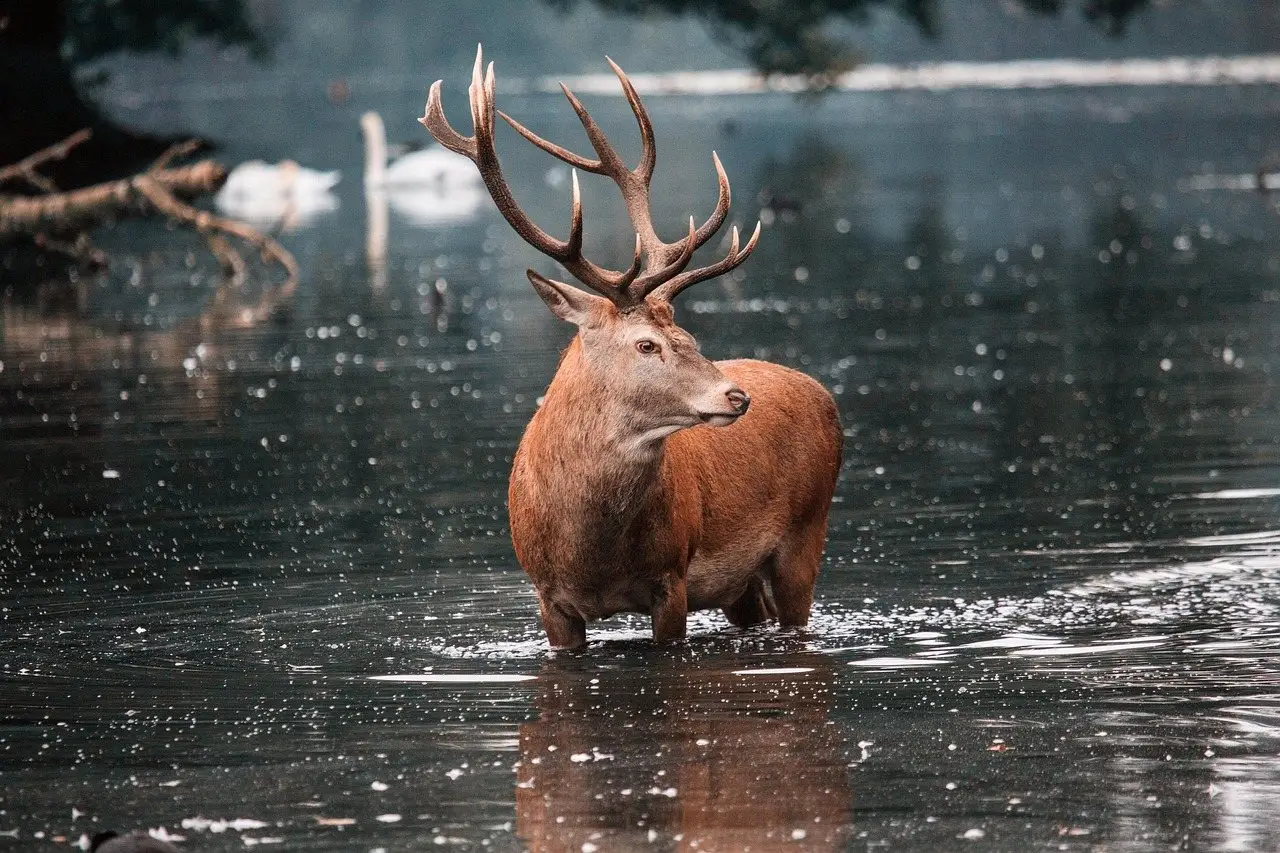 A red deer stag standing in shallow water, antlers raised