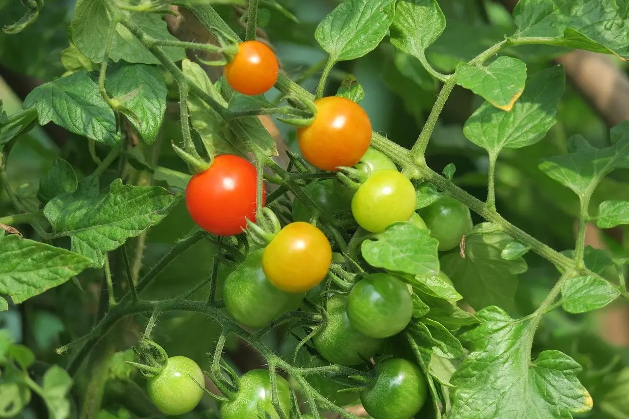 A truss of ripening tomatoes on the plant, with faint yellowing and browning along the edges of nearby leaves