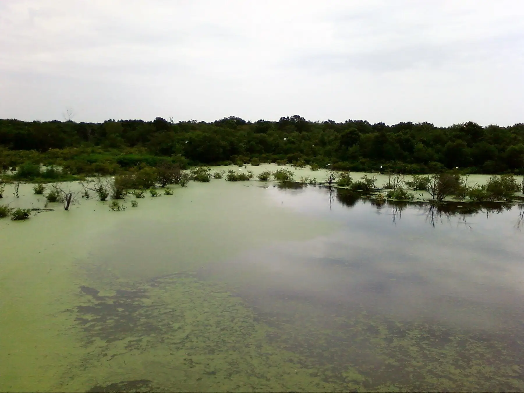 A large pond with its surface covered in a pale green algal bloom