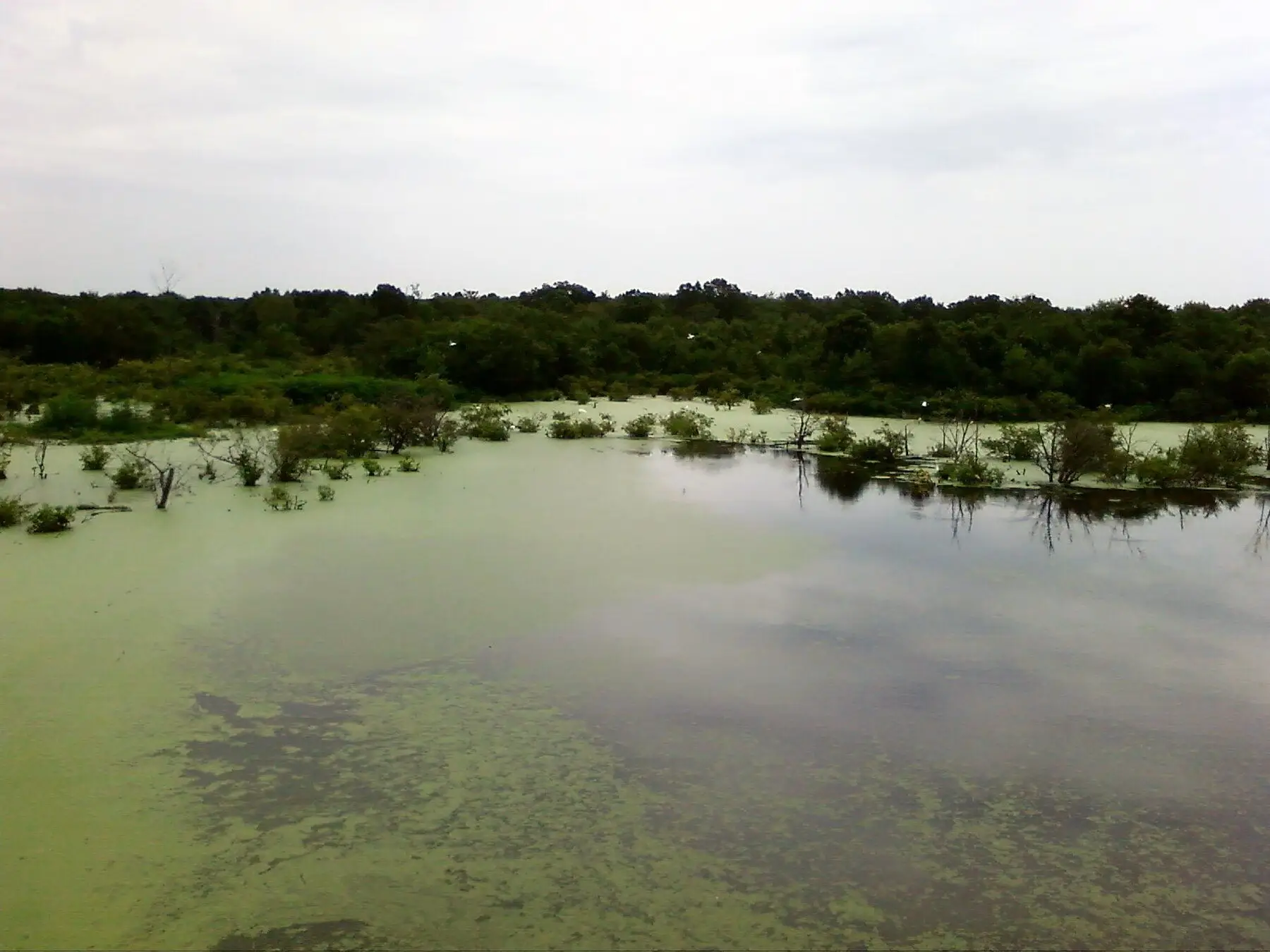 A large pond with its surface covered in a pale green algal bloom