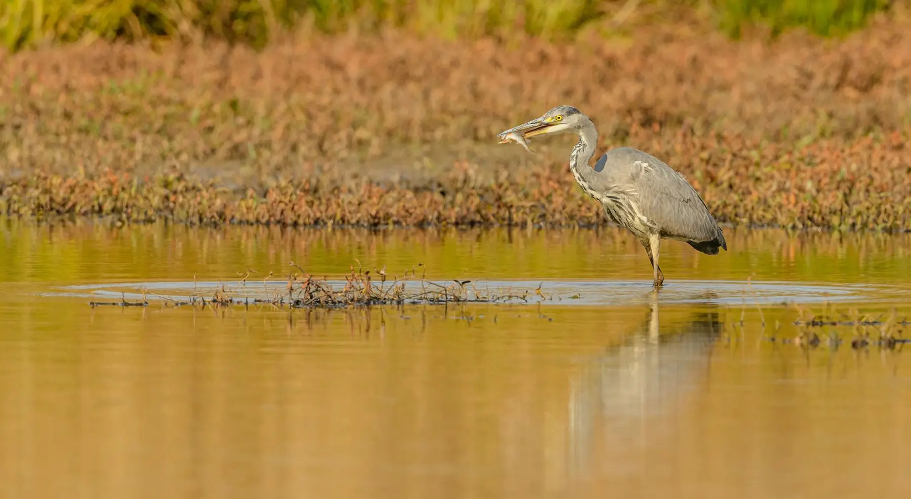 A grey heron standing in shallow water at a pond edge with prey held crosswise in its bill